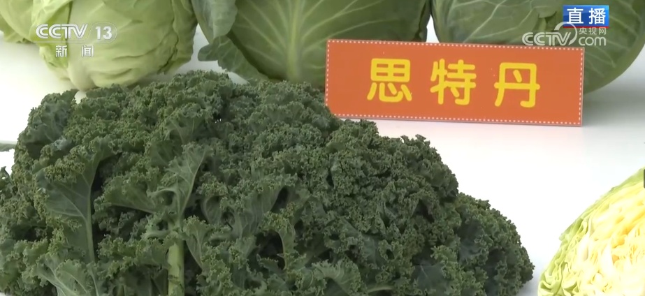 冬藏万般味化身百姓“致富宝” 科技加持开拓蔬菜产业发展新路径