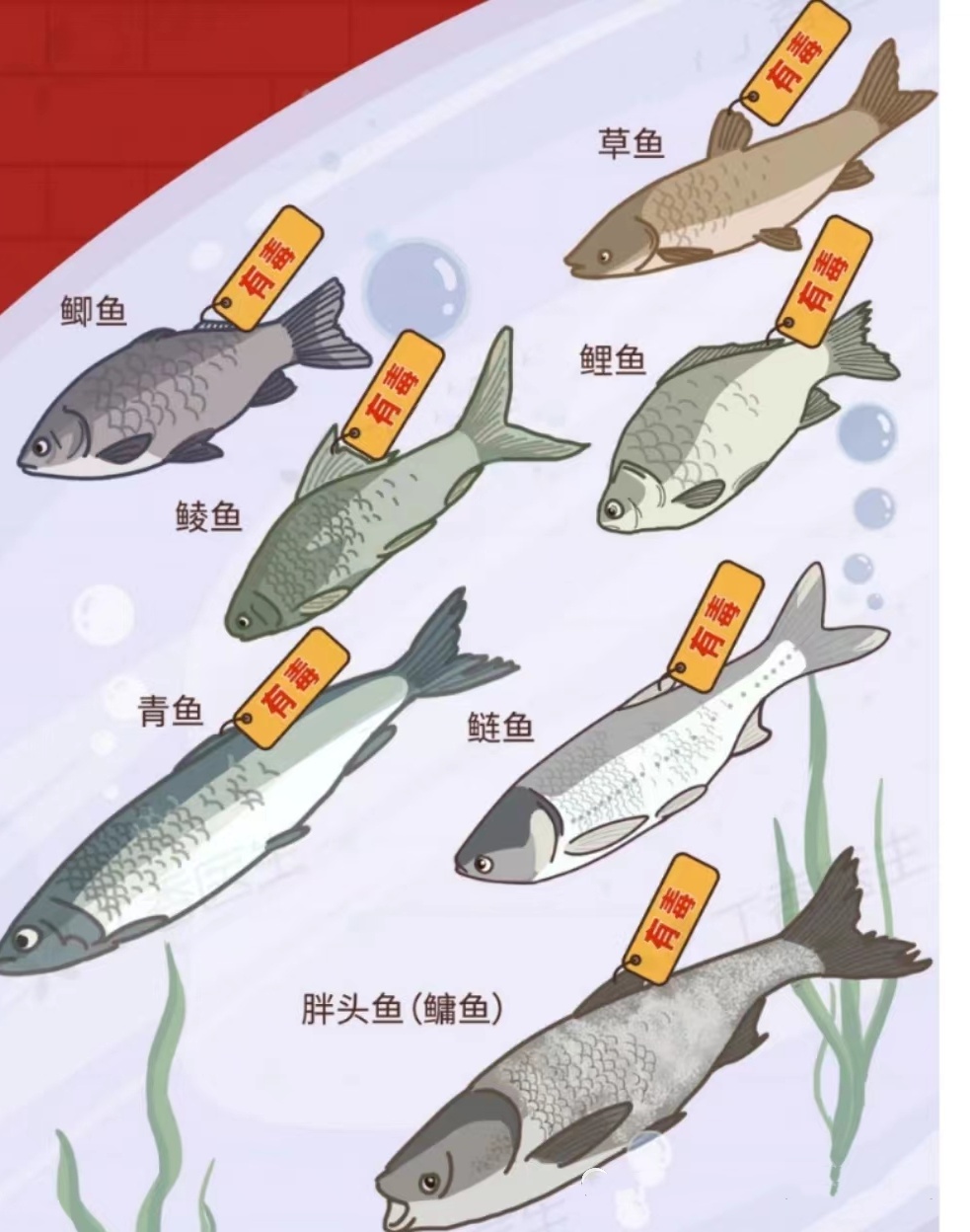 女子为“下火”一口生吞差点没命!医生:剧毒!没有解药!这东西很常见 女子为“下火”一口生吞差点没命!医生:剧毒!没有解药!这东西很常见