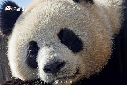 2027年新一对大熊猫将落户法国 2027年新一对大熊猫将落户法国