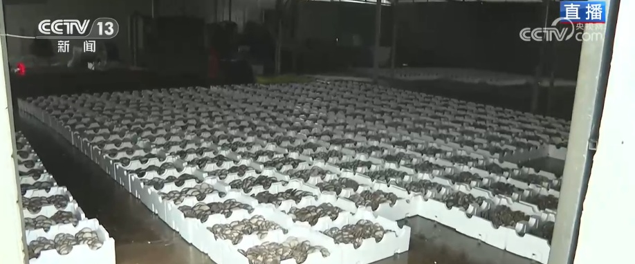 冬藏万般味化身百姓“致富宝” 科技加持开拓蔬菜产业发展新路径