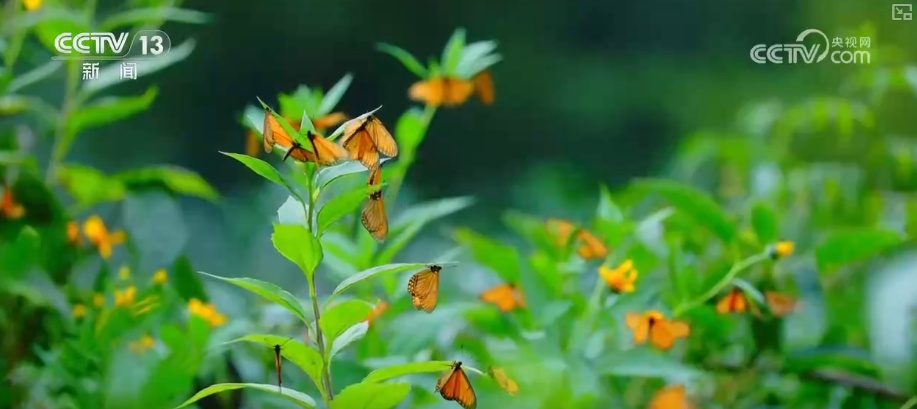 植物种质资源保护体系加速完善 多样化保护让沙漠“活化石”“子孙满堂”