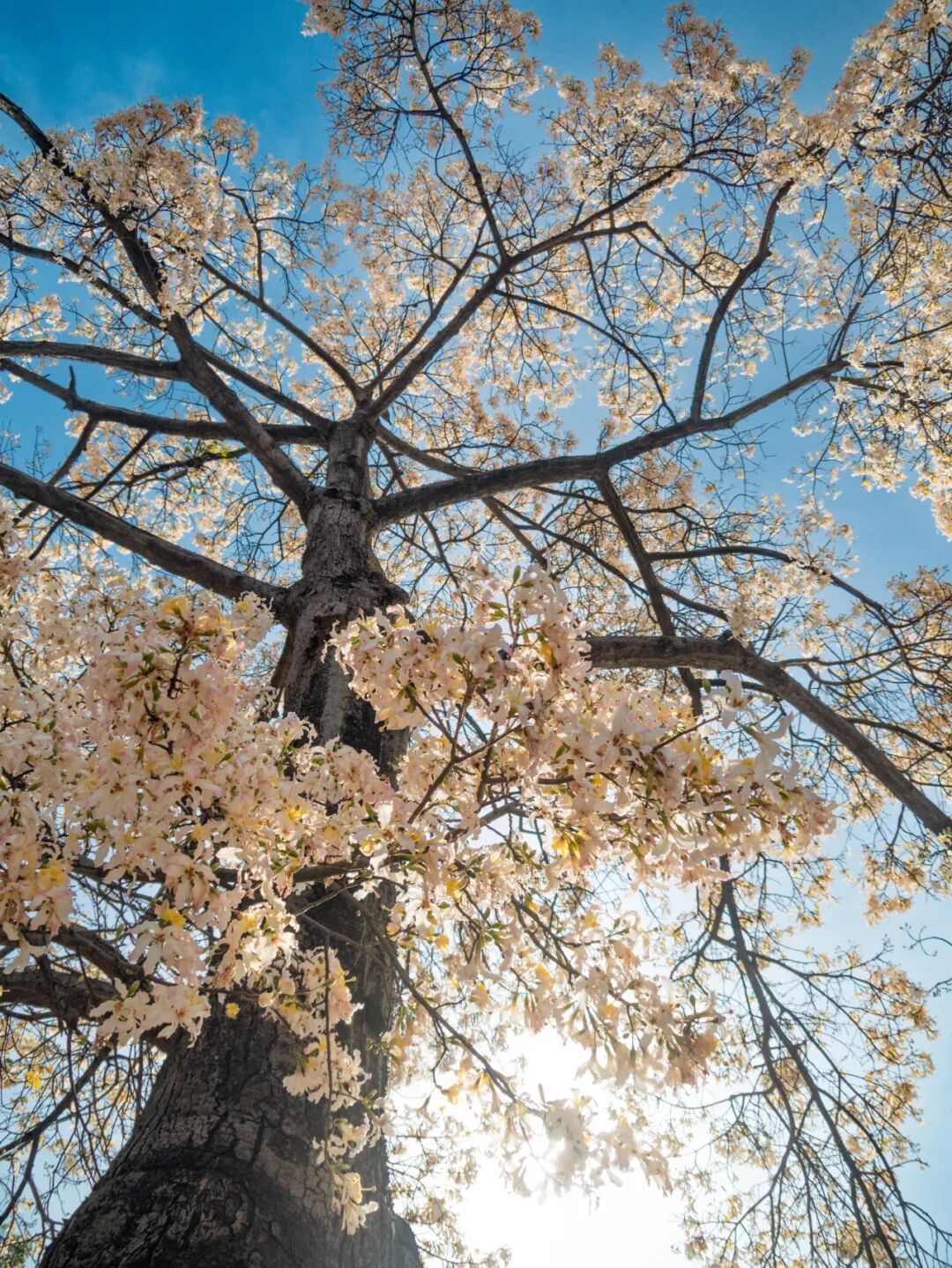 广州限定“雪景”刷屏 广州限定“雪景”刷屏