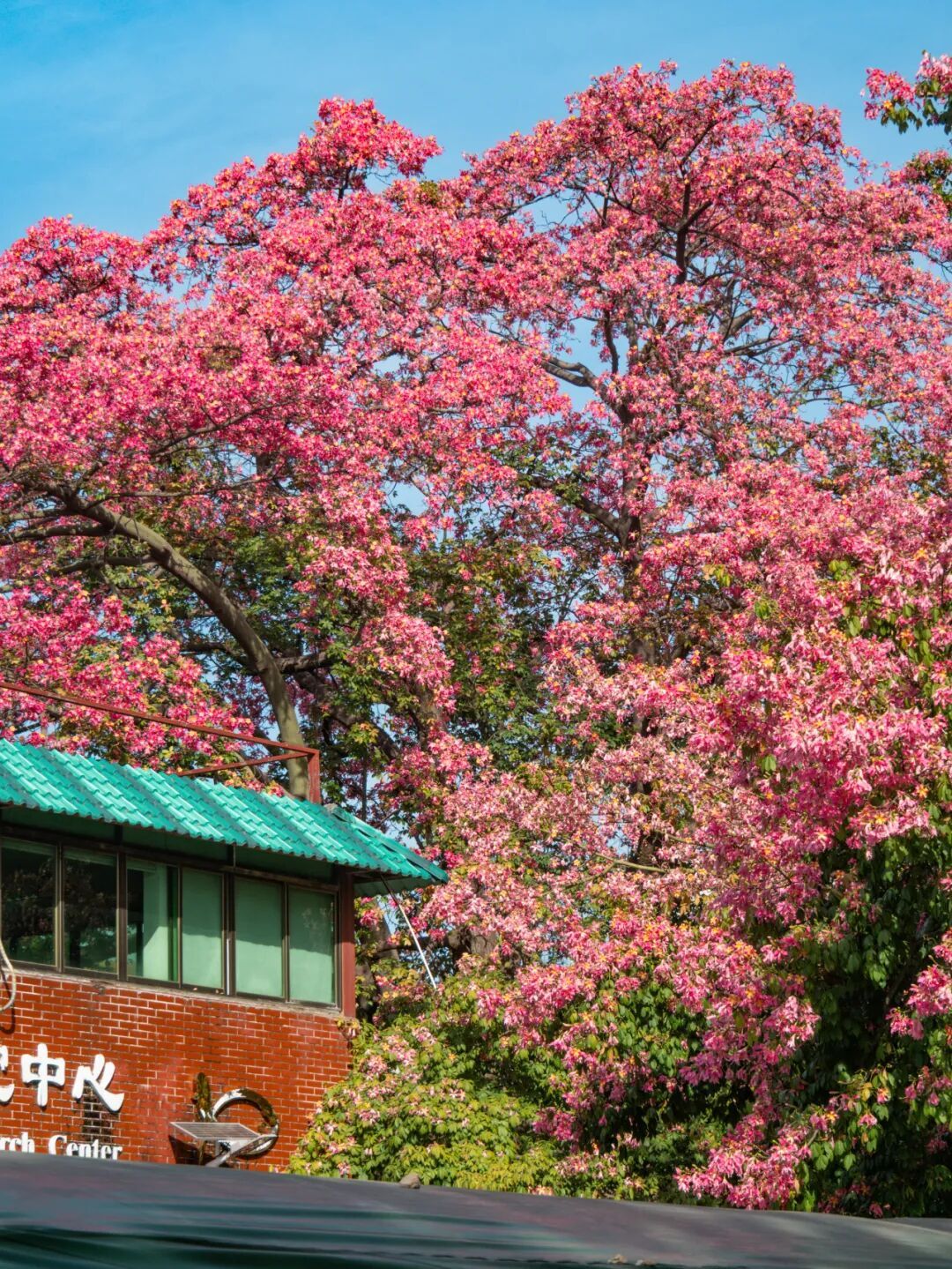 广州限定“雪景”刷屏 广州限定“雪景”刷屏