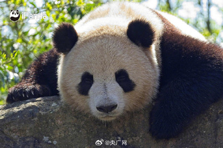 2027年新一对大熊猫将落户法国 2027年新一对大熊猫将落户法国