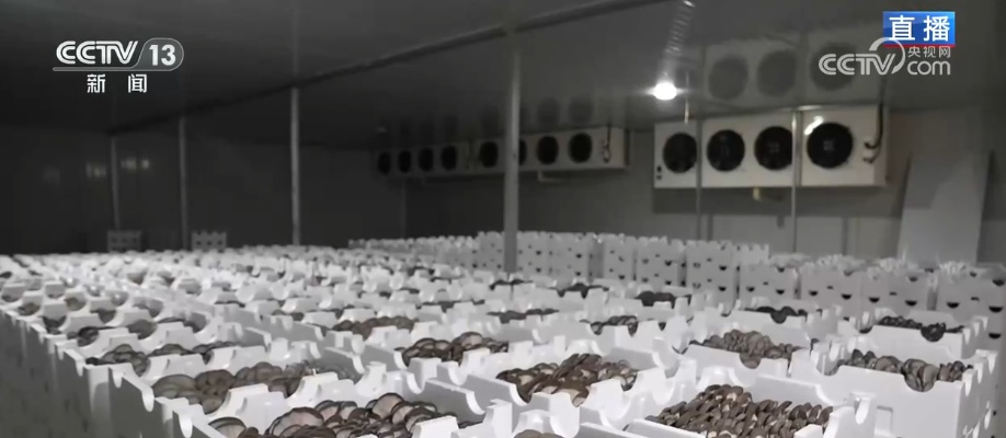 冬藏万般味化身百姓“致富宝” 科技加持开拓蔬菜产业发展新路径