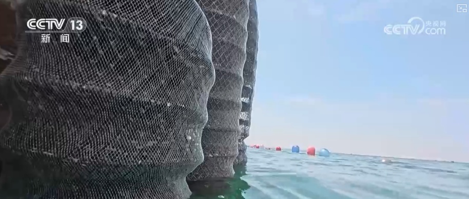 科技赋能海洋经济向“新”而行 “海上牧场”产出“大经济”助农增产增收