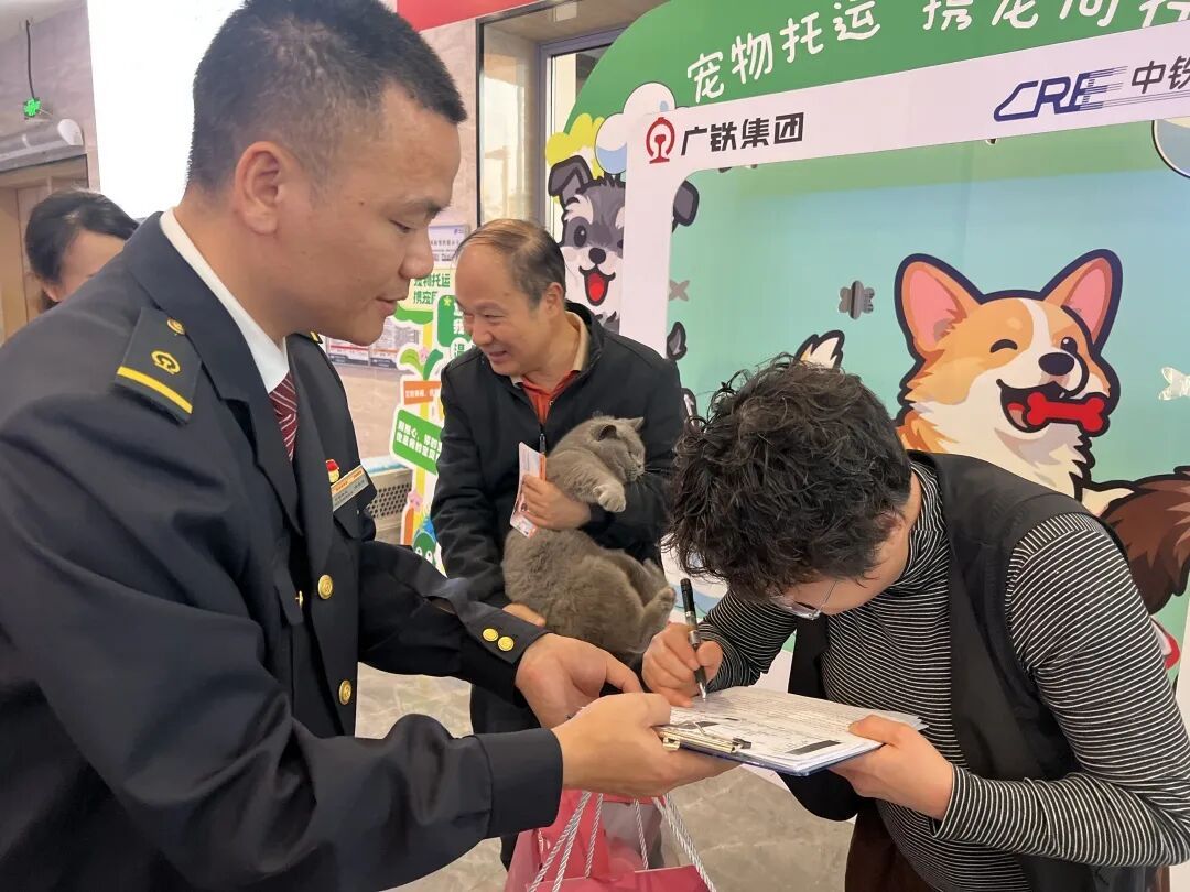 广州白云站首位猫咪旅客到站：是一只从长沙来的英国短毛猫，高铁宠物托运指引来了