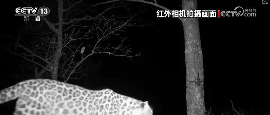 候鸟“组团”打卡安逸“冬季家园” 万物和谐尽显人与自然共生之美