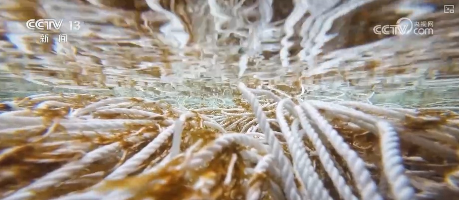 科技赋能海洋经济向“新”而行 “海上牧场”产出“大经济”助农增产增收