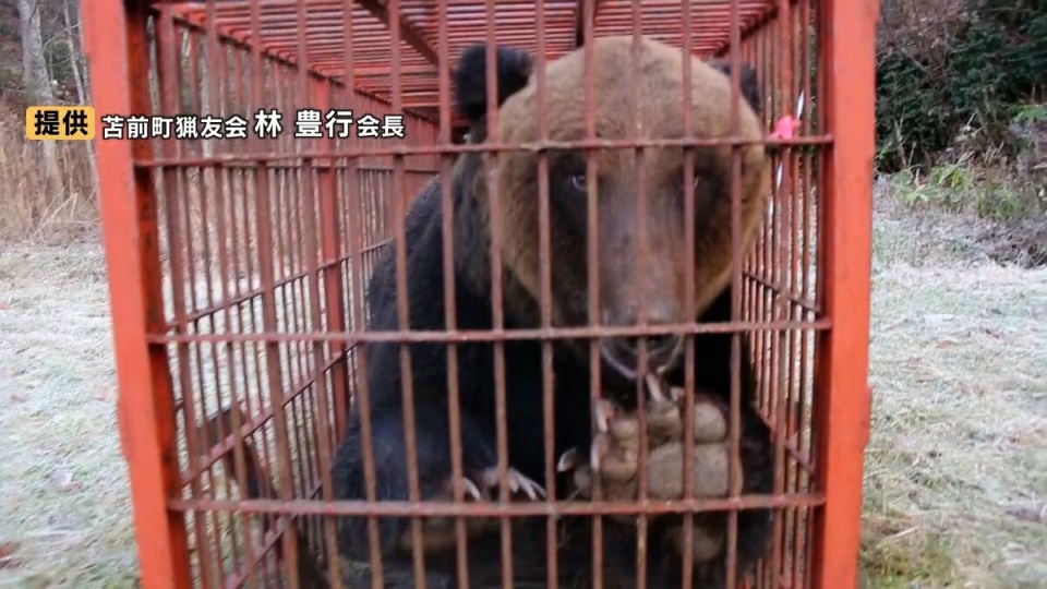 日本7个月内发生230起熊袭击人事件