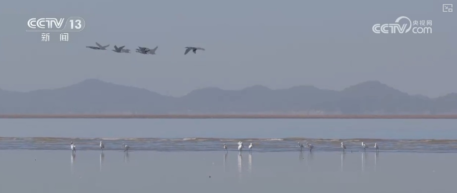 候鸟“组团”打卡安逸“冬季家园” 万物和谐尽显人与自然共生之美