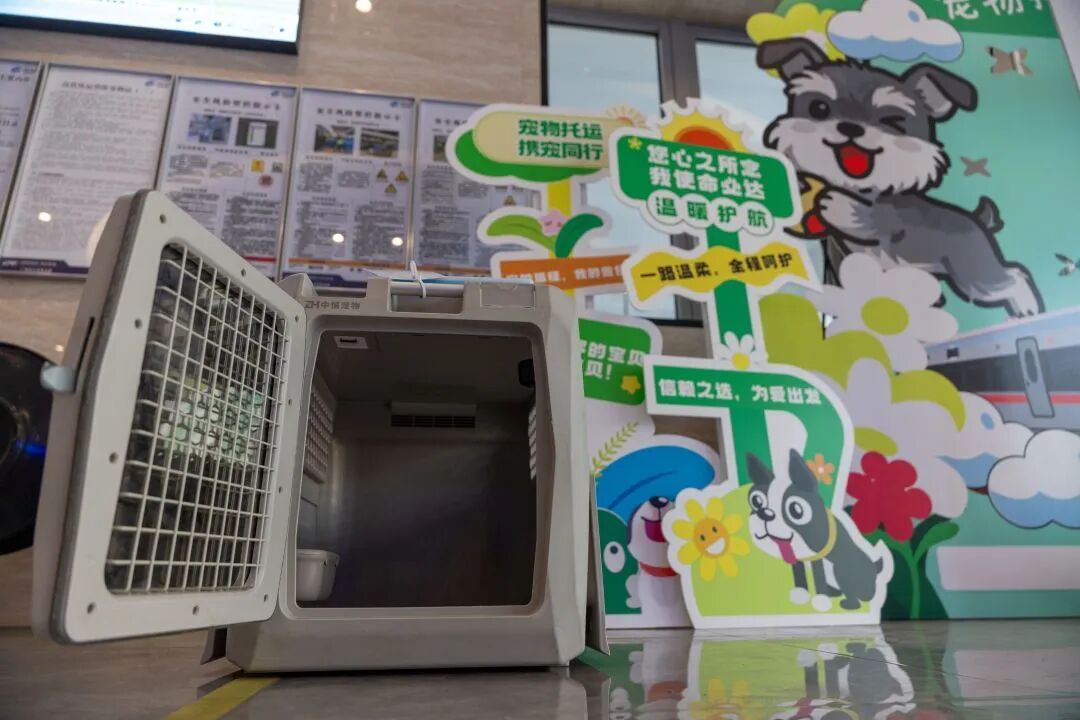 广州白云站首位猫咪旅客到站：是一只从长沙来的英国短毛猫，高铁宠物托运指引来了