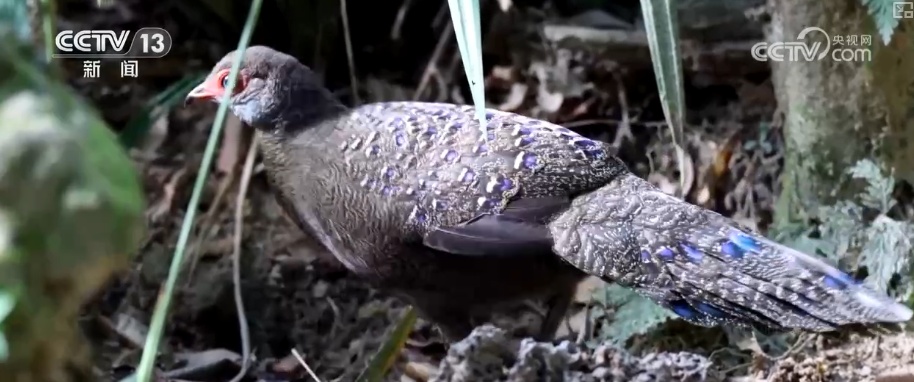 候鸟“组团”打卡安逸“冬季家园” 万物和谐尽显人与自然共生之美