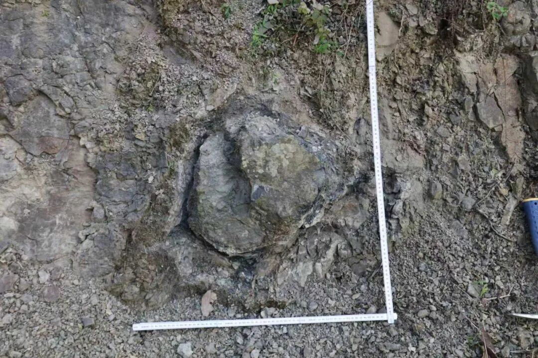 都江堰首次发现恐龙足迹,距今约2亿年 都江堰首次发现恐龙足迹,距今约2亿年