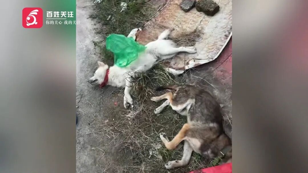 男子进村毒狗被村民抓获：骑无牌摩托车，用鸭皮裹毒饵