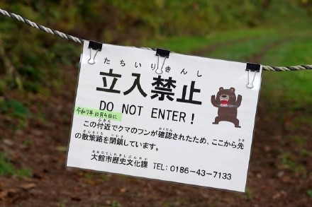 日本遭熊袭击伤亡人数创历史新高