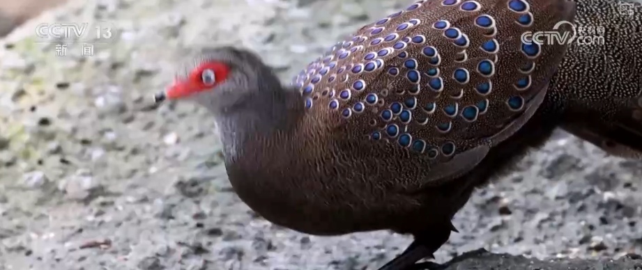 候鸟“组团”打卡安逸“冬季家园” 万物和谐尽显人与自然共生之美