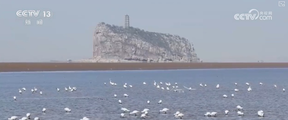 候鸟“组团”打卡安逸“冬季家园” 万物和谐尽显人与自然共生之美