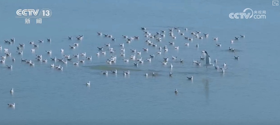 候鸟“组团”打卡安逸“冬季家园” 万物和谐尽显人与自然共生之美