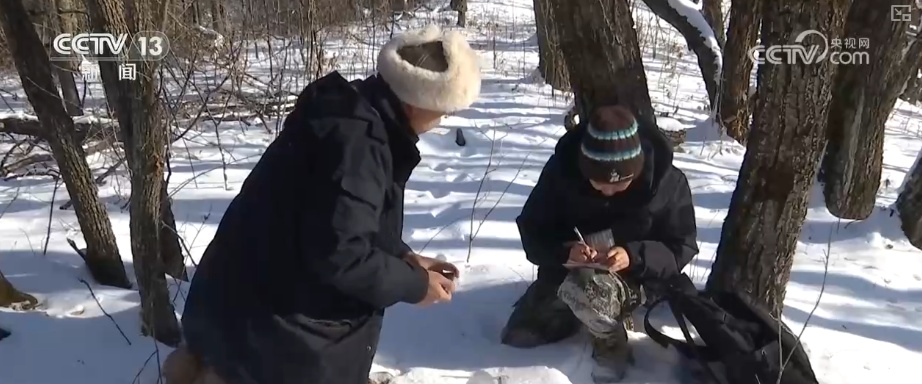 候鸟“组团”打卡安逸“冬季家园” 万物和谐尽显人与自然共生之美