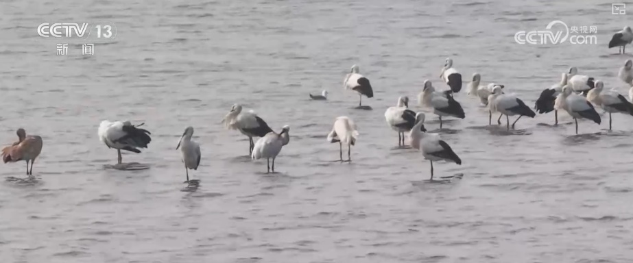 候鸟“组团”打卡安逸“冬季家园” 万物和谐尽显人与自然共生之美