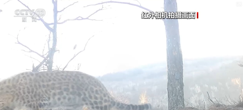 候鸟“组团”打卡安逸“冬季家园” 万物和谐尽显人与自然共生之美