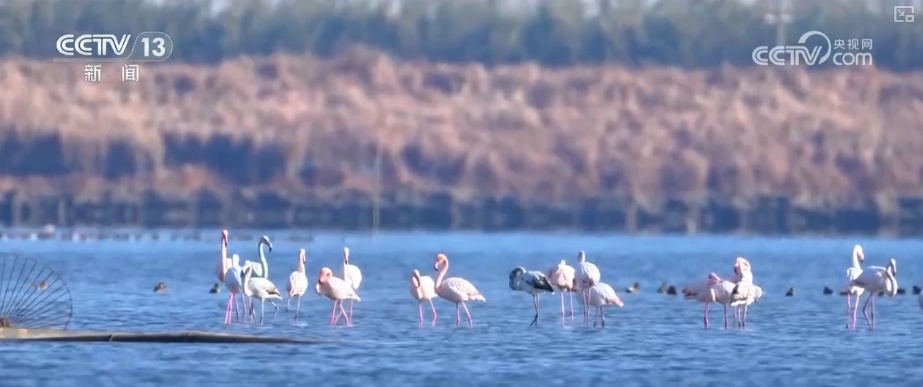 候鸟“组团”打卡安逸“冬季家园” 万物和谐尽显人与自然共生之美