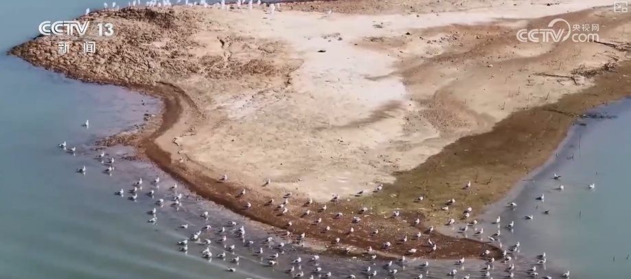 候鸟“组团”打卡安逸“冬季家园” 万物和谐尽显人与自然共生之美