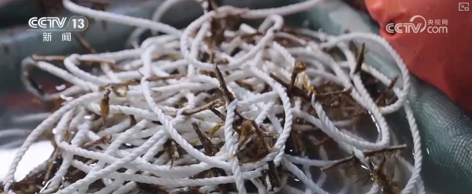 科技赋能海洋经济向“新”而行 “海上牧场”产出“大经济”助农增产增收