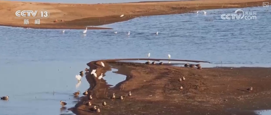 候鸟“组团”打卡安逸“冬季家园” 万物和谐尽显人与自然共生之美