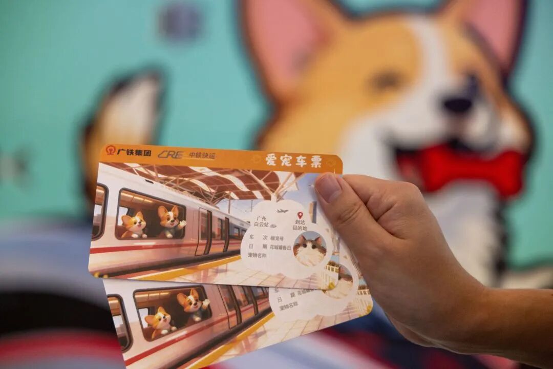 广州白云站首位猫咪旅客到站：是一只从长沙来的英国短毛猫，高铁宠物托运指引来了