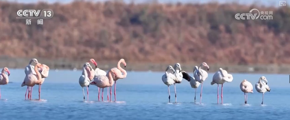 候鸟“组团”打卡安逸“冬季家园” 万物和谐尽显人与自然共生之美