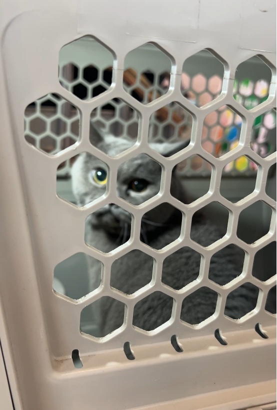 广州白云站首位猫咪旅客到站：是一只从长沙来的英国短毛猫，高铁宠物托运指引来了