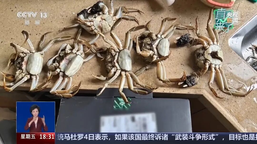 用AI合成6只死螃蟹，骗取商家退款，顾客被行拘8天