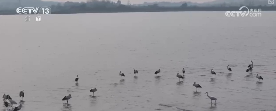 候鸟“组团”打卡安逸“冬季家园” 万物和谐尽显人与自然共生之美