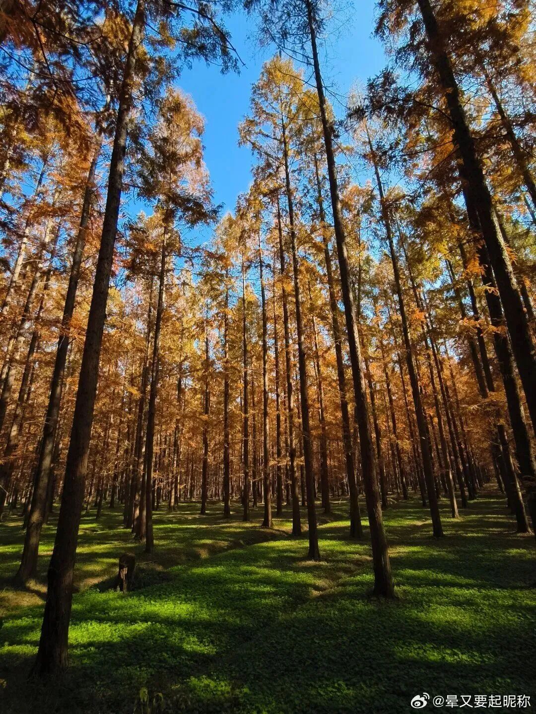确认了：上海下周冲刺入冬！冷空气即将到达，气温直降8℃，大风+降雨来袭