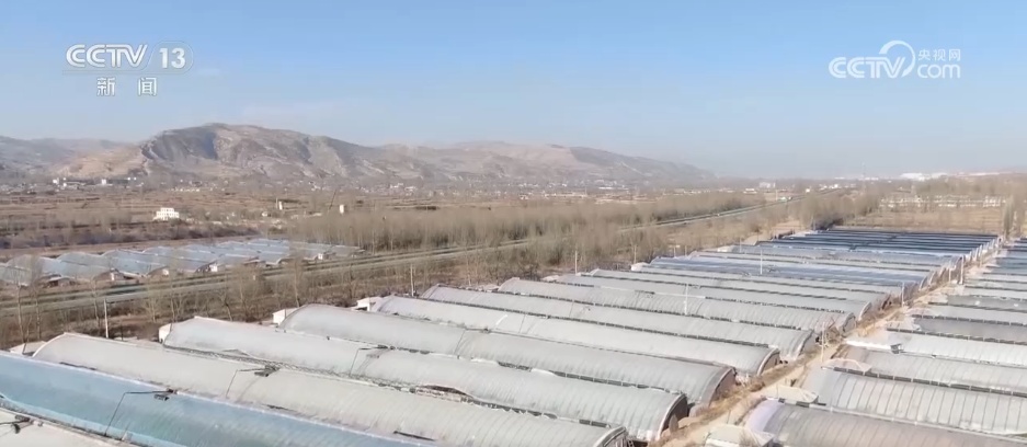 从“高原特产”到“世界餐桌” 冷凉蔬菜“鲜”声夺人装满冬日“菜篮子” 从“高原特产”到“世界餐桌” 冷凉蔬菜“鲜”声夺人装满冬日“菜篮子”