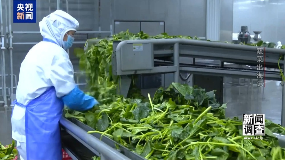 从追标准到定标准 “中国蔬菜出口第一县”做对了什么? 从追标准到定标准 “中国蔬菜出口第一县”做对了什么?