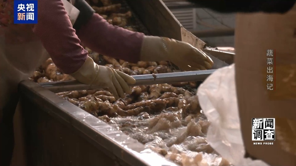 从追标准到定标准 “中国蔬菜出口第一县”做对了什么? 从追标准到定标准 “中国蔬菜出口第一县”做对了什么?