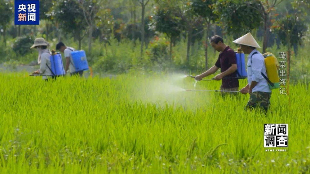 从追标准到定标准 “中国蔬菜出口第一县”做对了什么? 从追标准到定标准 “中国蔬菜出口第一县”做对了什么?
