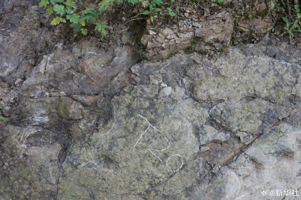 都江堰发现2亿年前恐龙的脚印