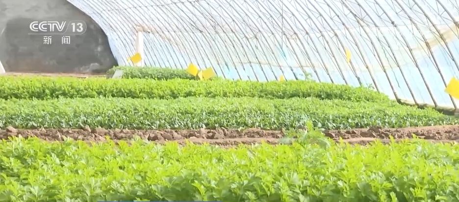 从“高原特产”到“世界餐桌” 冷凉蔬菜“鲜”声夺人装满冬日“菜篮子” 从“高原特产”到“世界餐桌” 冷凉蔬菜“鲜”声夺人装满冬日“菜篮子”