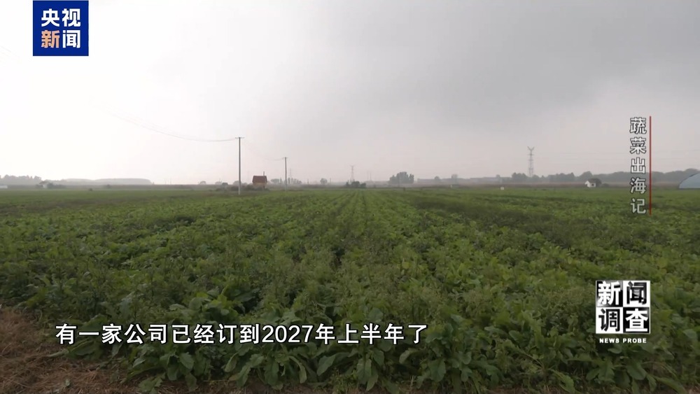 从追标准到定标准 “中国蔬菜出口第一县”做对了什么? 从追标准到定标准 “中国蔬菜出口第一县”做对了什么?