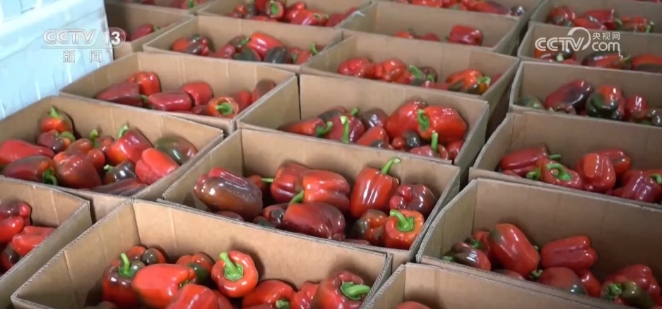 从“高原特产”到“世界餐桌” 冷凉蔬菜“鲜”声夺人装满冬日“菜篮子” 从“高原特产”到“世界餐桌” 冷凉蔬菜“鲜”声夺人装满冬日“菜篮子”