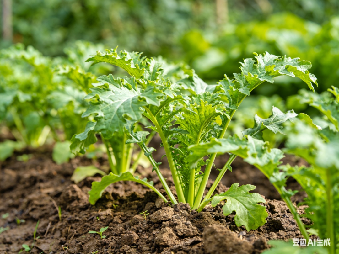 今日大雪：老规矩千万别忘，吃好三样，喝好三样，做好三样，全家安康不畏严寒