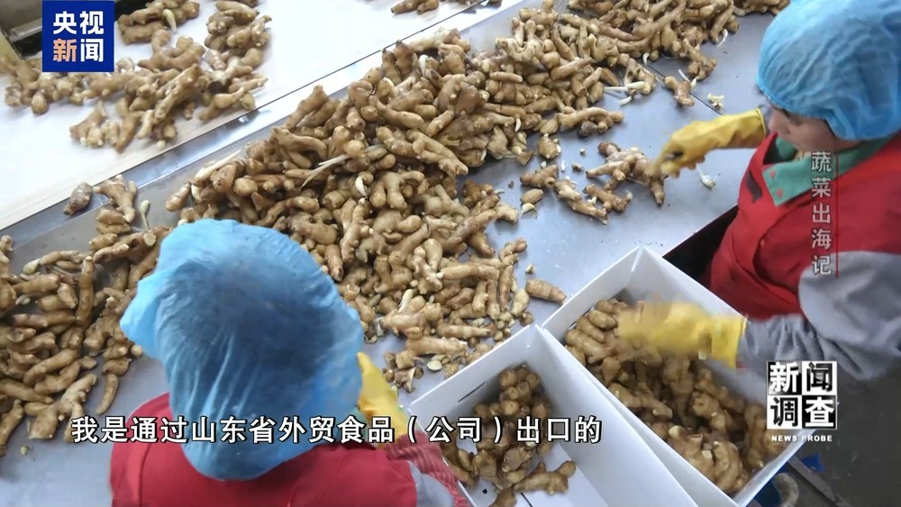 从追标准到定标准 “中国蔬菜出口第一县”做对了什么? 从追标准到定标准 “中国蔬菜出口第一县”做对了什么?