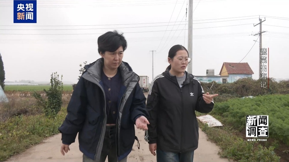 从追标准到定标准 “中国蔬菜出口第一县”做对了什么? 从追标准到定标准 “中国蔬菜出口第一县”做对了什么?