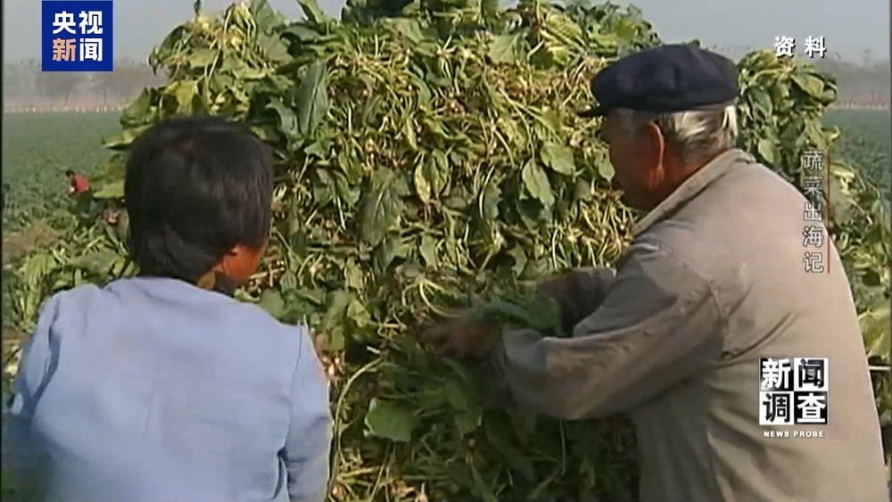 从追标准到定标准 “中国蔬菜出口第一县”做对了什么? 从追标准到定标准 “中国蔬菜出口第一县”做对了什么?