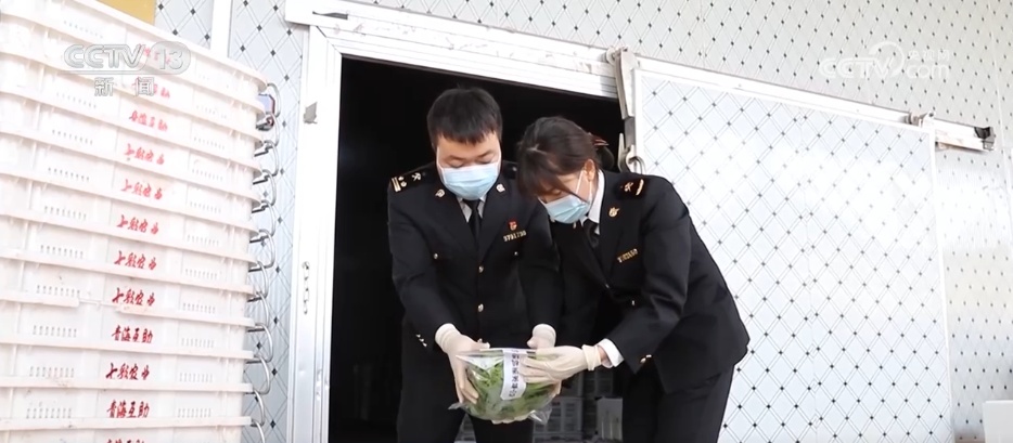 从“高原特产”到“世界餐桌” 冷凉蔬菜“鲜”声夺人装满冬日“菜篮子” 从“高原特产”到“世界餐桌” 冷凉蔬菜“鲜”声夺人装满冬日“菜篮子”