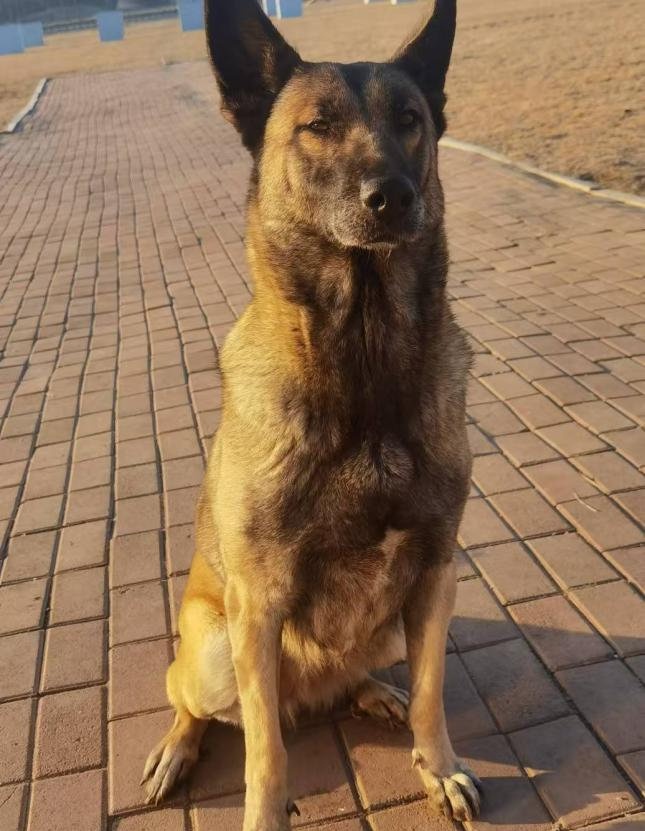 征集领养人!给这些退役军犬一个温暖的家 征集领养人!给这些退役军犬一个温暖的家